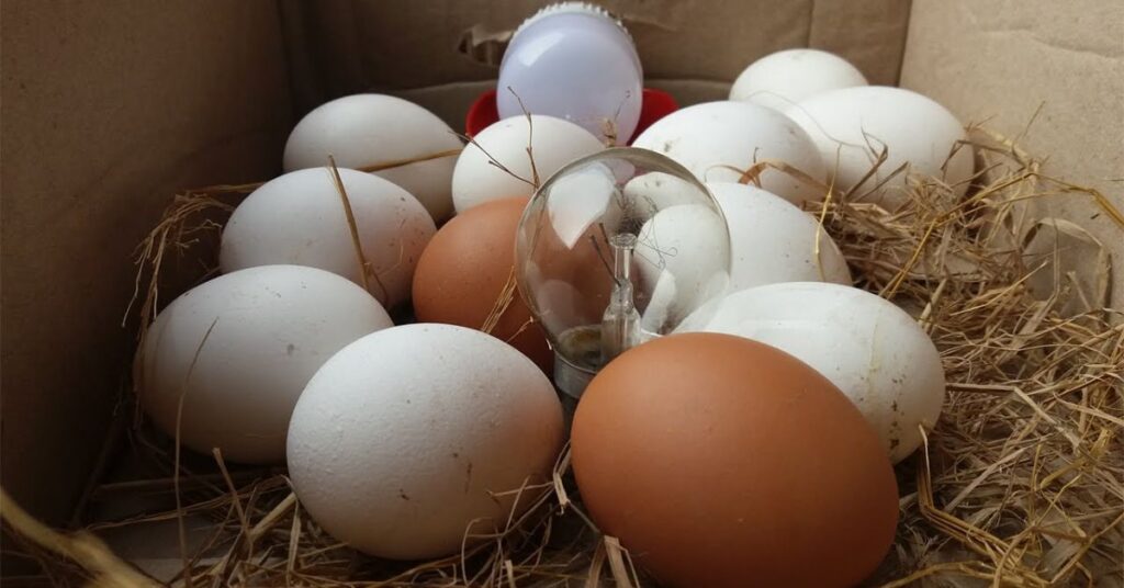 2.5 Inches Example 6 Surprising Everyday Objects 7 A Large Chicken Egg