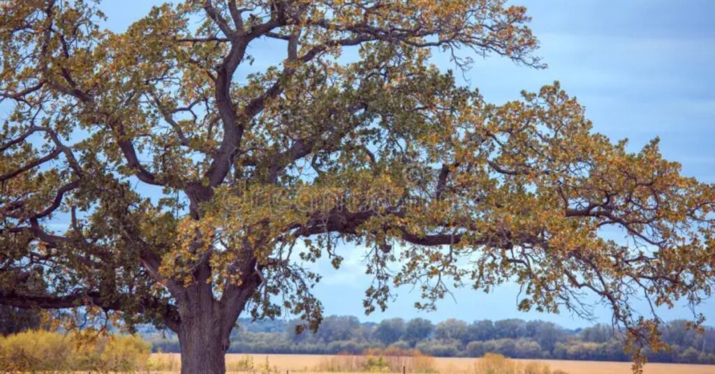 How Tall Is 80 Feet? 6 Surprising Everyday Examples 7 A Mature White Oak Tree