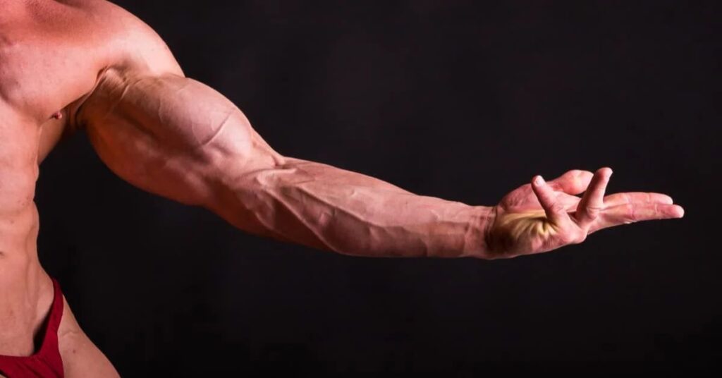 Adult Forearm