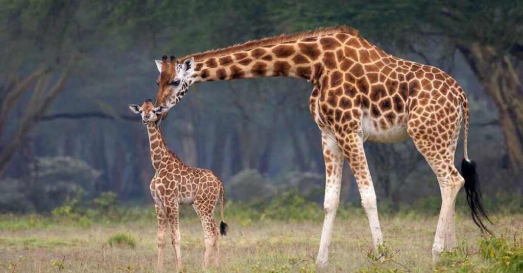 An Adult Giraffe