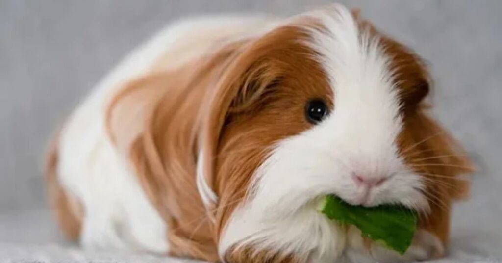 An Adult Guinea Pig