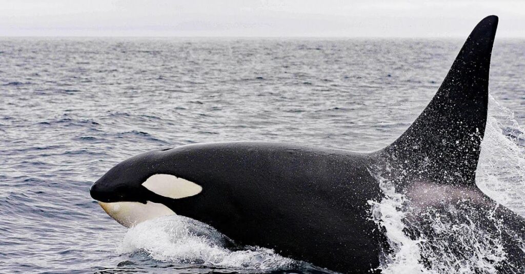What Does 30 Feet Look Like? 6 Surprising Examples 4 An Adult Orca (Killer Whale)