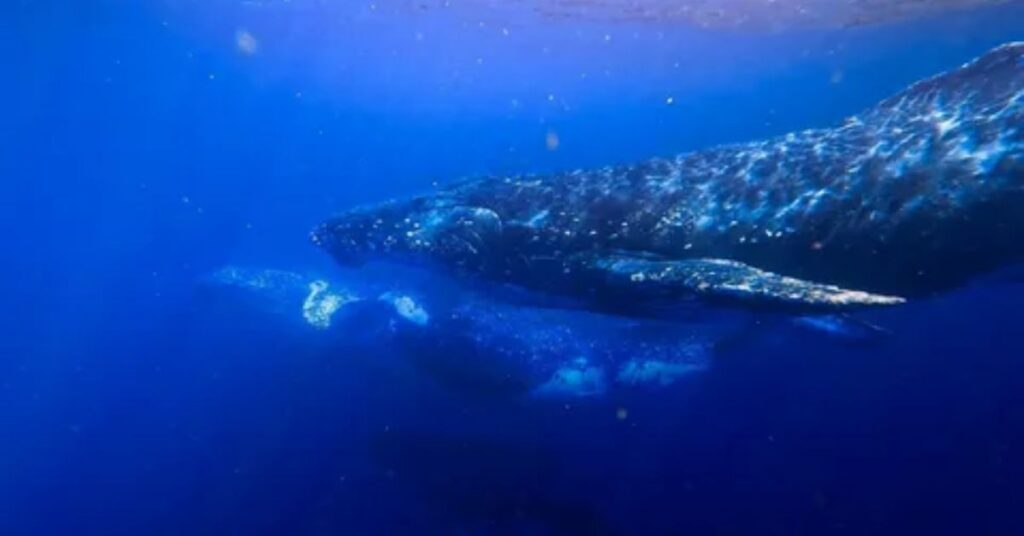 The Humpback Whale