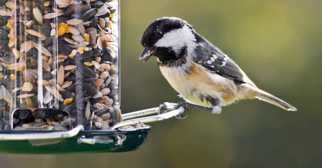 A Bag of Bird Seed or Livestock Feed