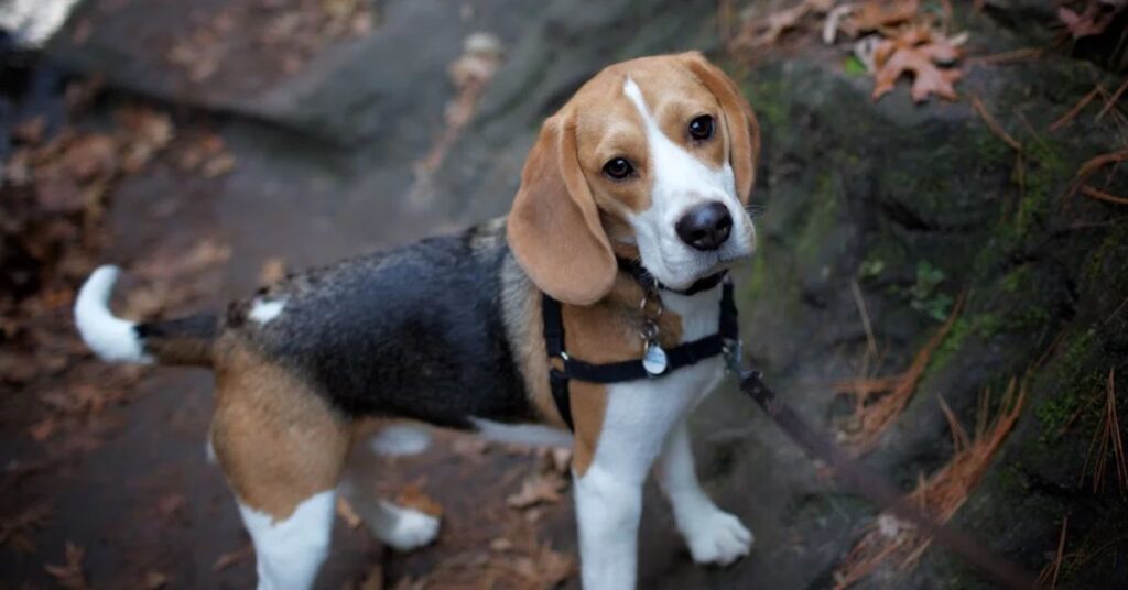 A Beagle Dog