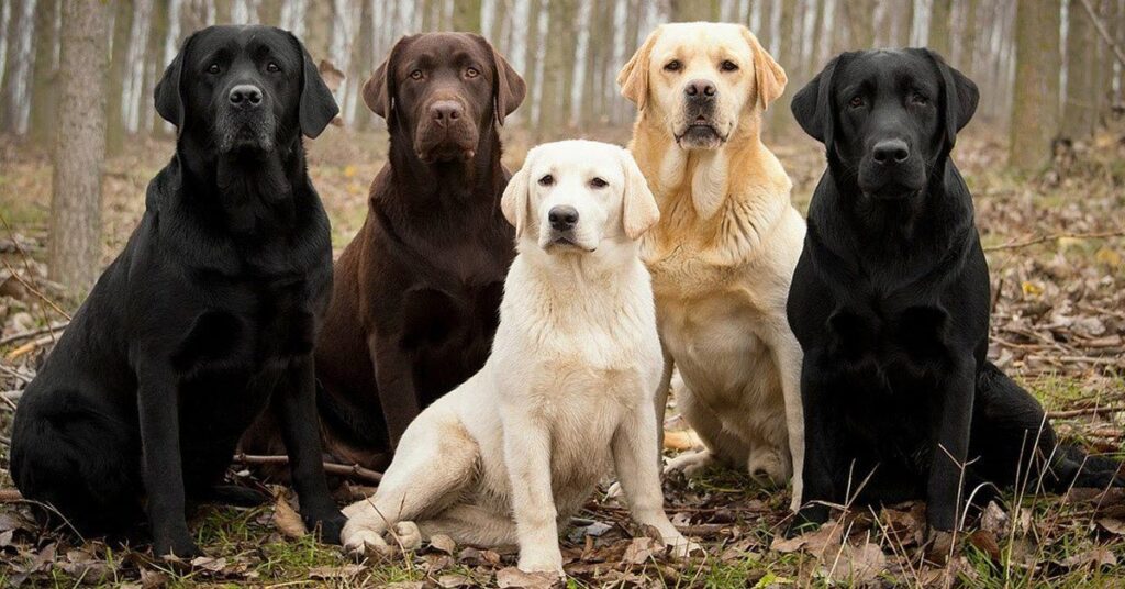 A Full-Grown Labrador Retriever