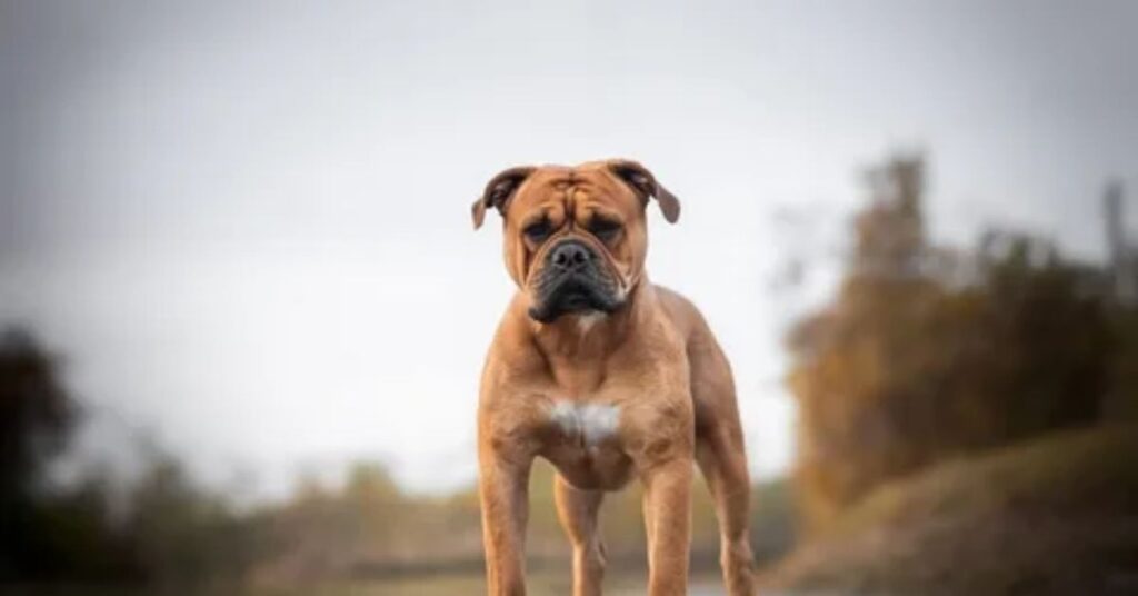 A Medium-Sized Dog Like an English Bulldog