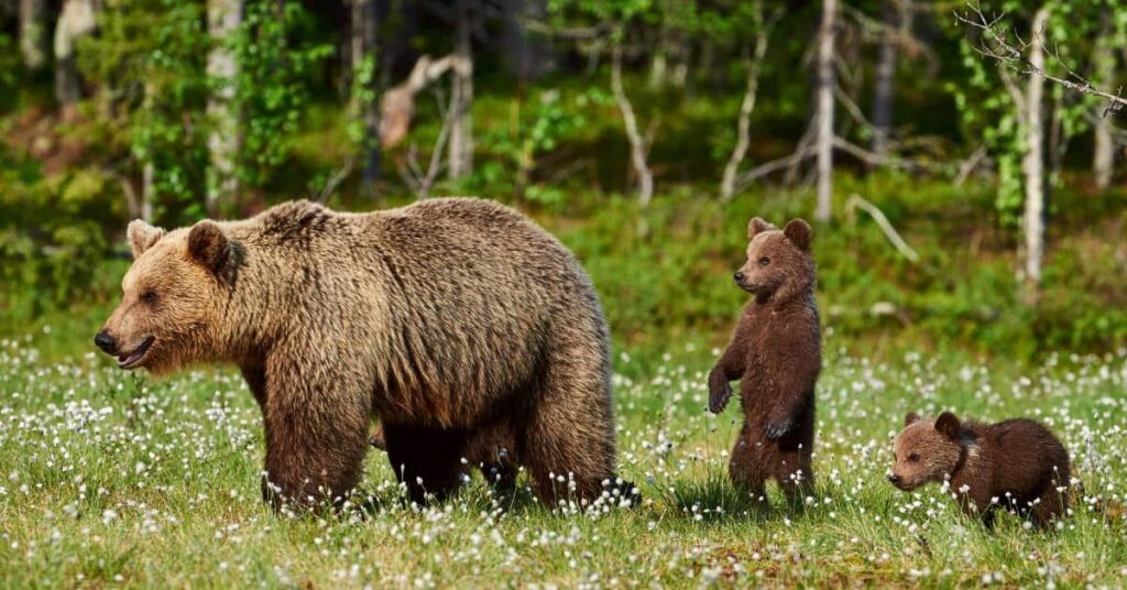 Adult Female Grizzly Bear