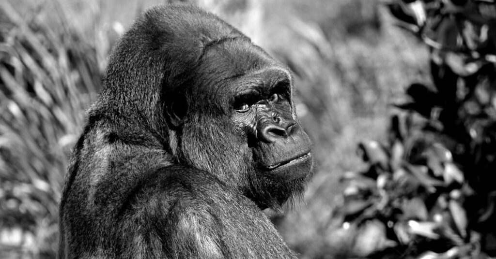 Adult Male Mountain Gorilla