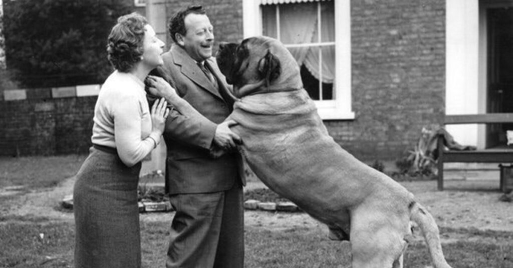 An Adult English Mastiff