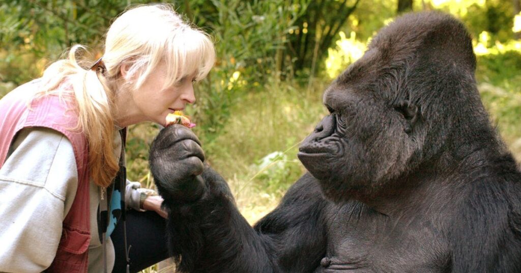 An Adult Female Western Lowland Gorilla