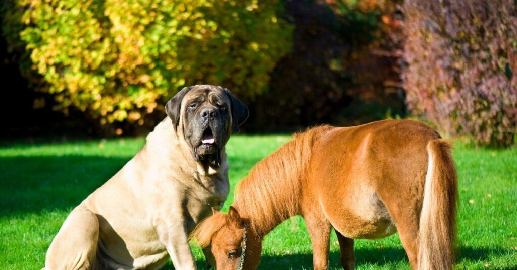 The English Mastiff