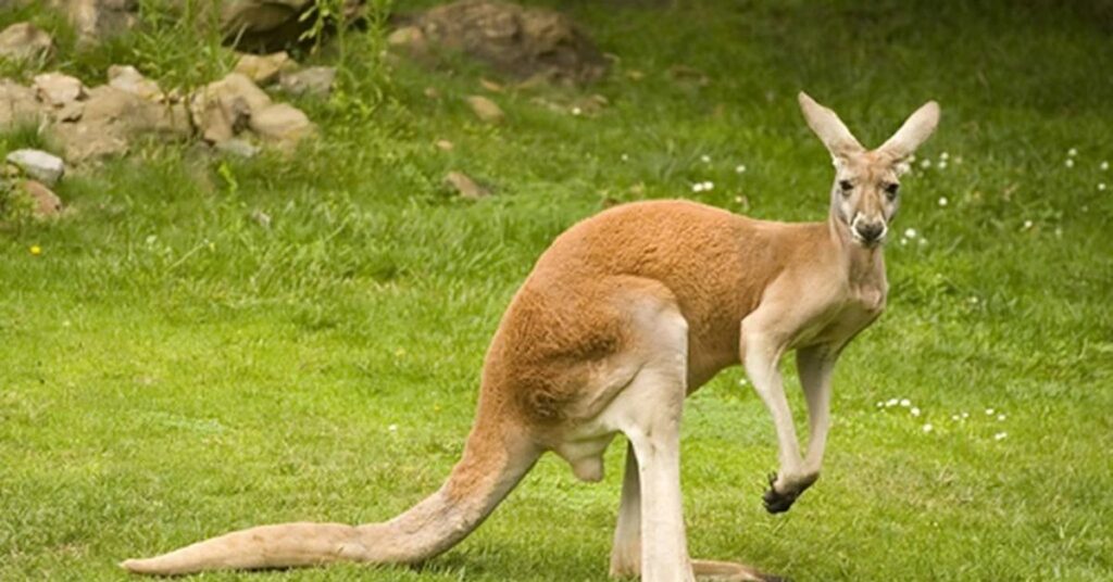 The Large Red Kangaroo